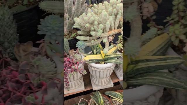 Rare echeveria, cactus, exotic plants. New plants .. смотреть онлайн