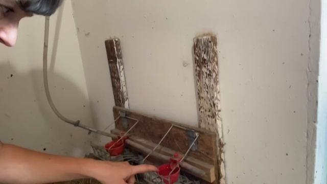 Содержание цыплят Самое удобное поение цыплят в помещении