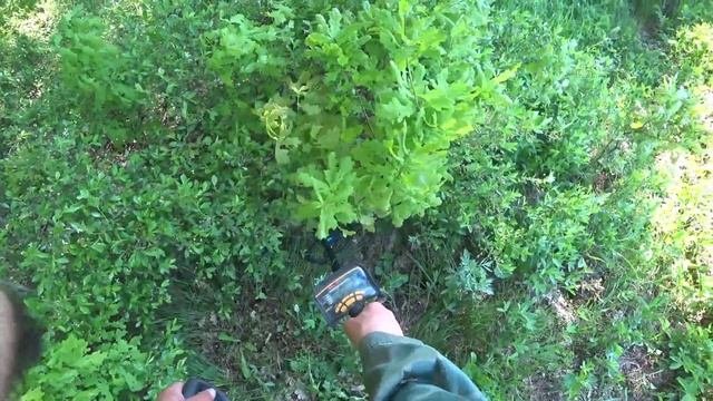 Не доехали до урочища. Поиск вдоль лесопосадки #копметалла #металлокоп #металлссср