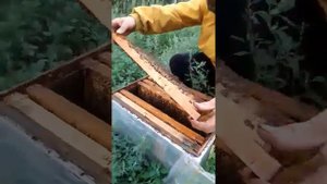 как размножить пчол с одном рамки до 4 рам за 25 дней
