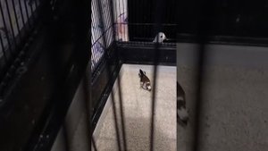Новенький японский амадин сидит в одной клетке с белой японской амадиной