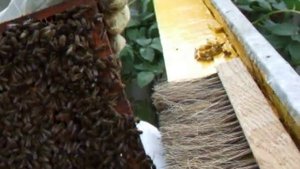 Пчелиный расплод и пыльца