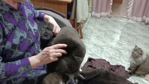 Что можно сделать из старой шубы. Не подскажите?