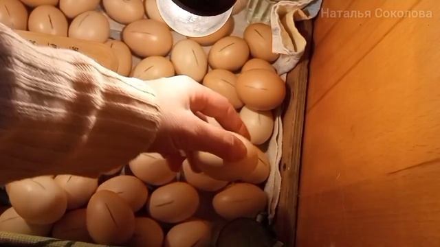 Инкубация куриных яиц. Дезинфекция яиц. Закладка в самодельный инкубатор из картонной коробки. Режи