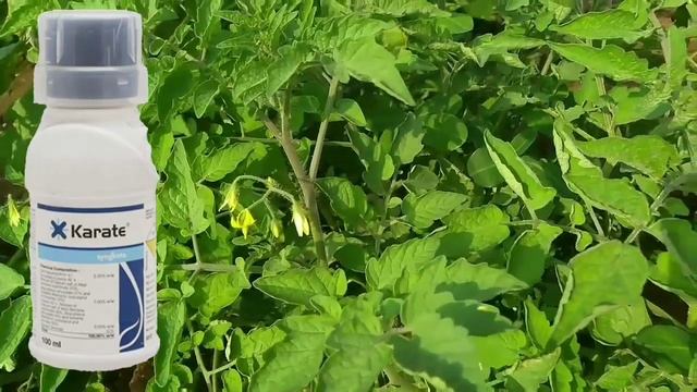 KARATE INSECTICIDE || Lambda Cyhalothrin 5% Ec || SYNGENTA || смотреть онлайн