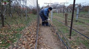 Обрезка и укладка винограда на зиму.