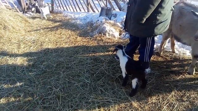 Чей бы козёл не гулял, а козлята наши...или как чужой козёл может нарушить все планы смотреть онлайн