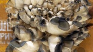 Грибная коробка. Наборы для выращивания грибов в домашних условиях.
