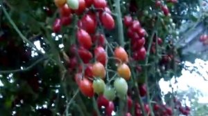 Помидоры сорта Спрут, уход и выращивание