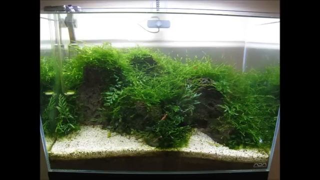 ADA Mini L Dry Start Moss Tank смотреть онлайн