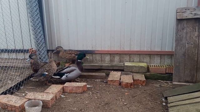 Вся правда о дикой крякве. Дикая кряква. Содержание.