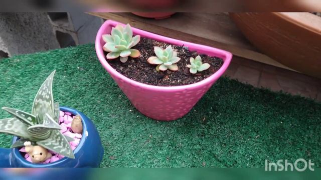 Dicas de cultivo/Echeveria cante/vasos novo 🤗 смотреть онлайн