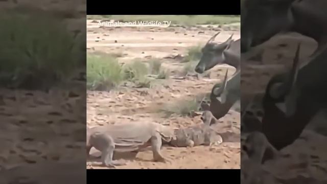 Comodo Dragon kills Monkey ! Animals Video ! Dangerous Animals ! #Shorts смотреть онлайн