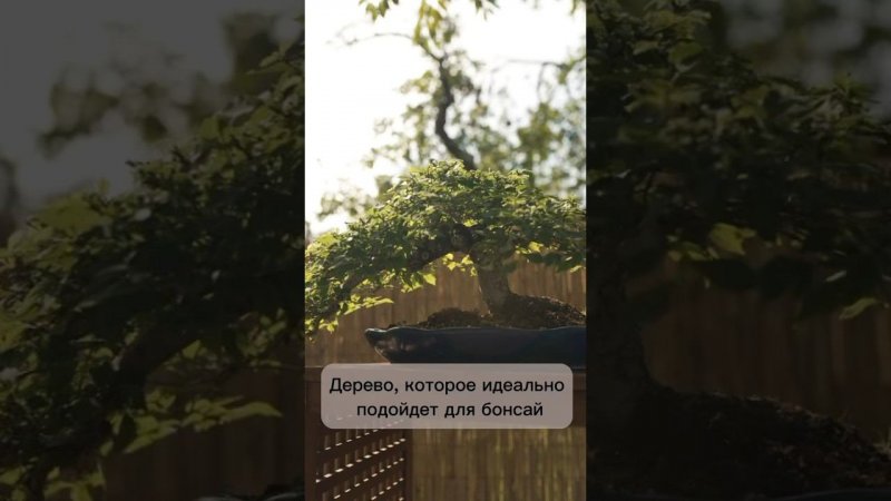 Дерево, которое идеально подойдет для бонсай. #бонсай #bonsai #ниваки #сад #андрейдарусенков