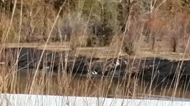 Фото охота в режиме запрета смотреть онлайн