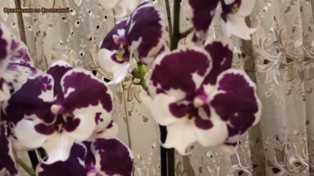 Новый обзор. Цветение орхидей. Мои подарки на 8е марта. смотреть онлайн