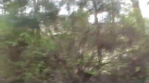 Форст Цинна 10.04.2011