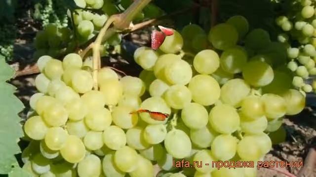 Виноград плодовый Русский янтарь (vitis) ? обзор: как сажать, рассада винограда Русский янтарь