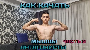 Как качать мышцы АНТОГОНИСТЫ часть 2