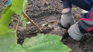 Посадка ФУНДУКА с ЗКС, дедовский СПОСОБ! Planting hazelnuts