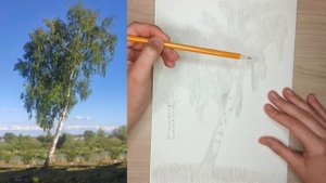 Как рисовать берёзу