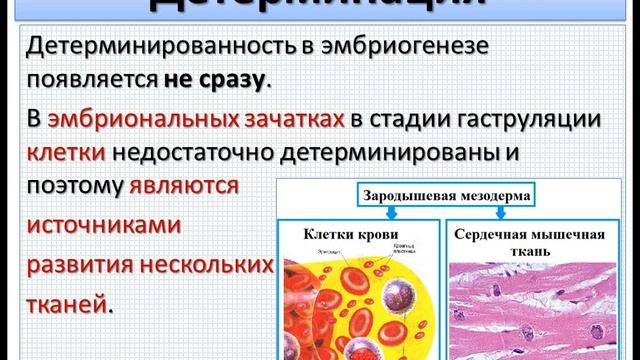 Эмбриология млекопитающих и человека. Ч.5. Гистогенез и органогенез.