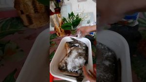 засолка рыбы Лещ Судак