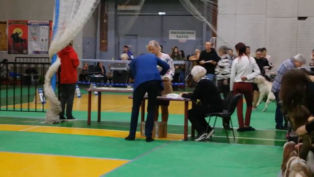 01.12.2019 Екатеринбург моно ши-тцу Купляускас смотреть онлайн