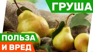 Груша польза и вред для желудка и почек человека.