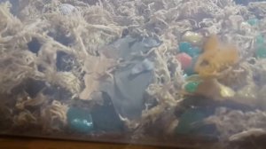 Домовый паук Тегенария