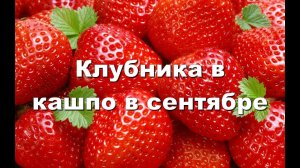 Клубника в кашпо в сентябре