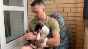 Пилим когти бультерьеру 💅