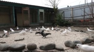 Как защитить голубей от оспы!89608608822