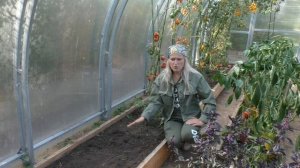 Оздоравливаем почву в теплице