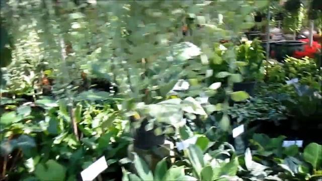 Цветочные магазины на Пхукете. Где купить комнатные цветы в горшках на Пхукете. Часть 2.
