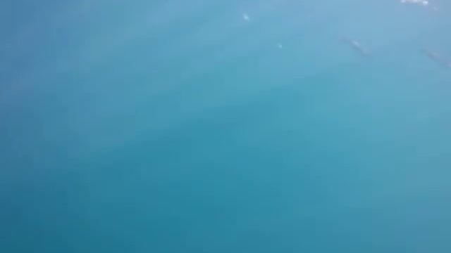 Xardas, (scomber scombrus) смотреть онлайн