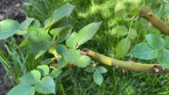 РОЗЫ. СДЕЛАЙТЕ ЭТО СРОЧНО ВАШИМ РОЗАМ, ДО ПЫШНОГО ЦВЕТЕНИЯ! смотреть онлайн