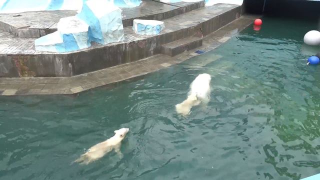 Герда с медвежатами в бассейне. 09.06.2023 смотреть онлайн