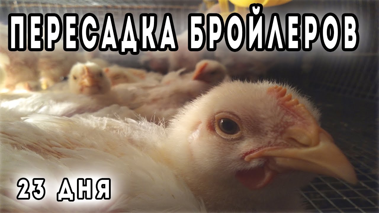 СРЕДНИЙ ВЕС ЦЫПЛЕНКА. Пересадка БРОЙЛЕРОВ.