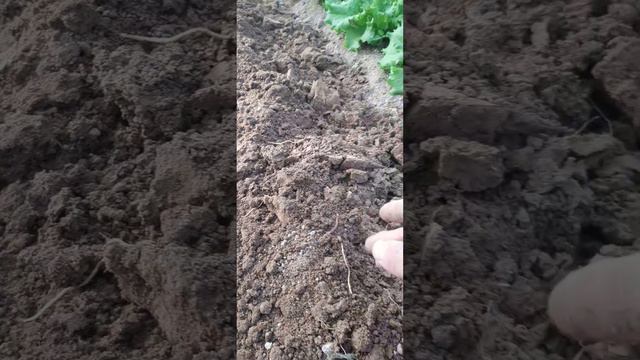 Эко Алқап. Пермакультура әдісіне көштім #2023 #2024 смотреть онлайн