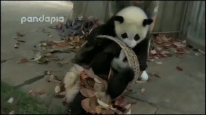 смешные медвежата панда funny panda bear cubs
