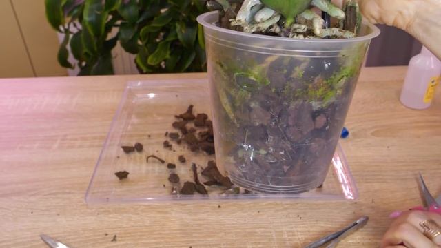 Новая орхидея. Хорошо я ПОЛЕЗЛА в посадку. Локальная гниль, но с признаками разрастания. смотреть онлайн