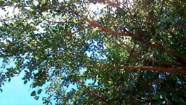 АНАПА ? ТЕРСКАЯ, 221 таинственный отель ? ШЕЛКОВИЦА под ногами. смотреть онлайн