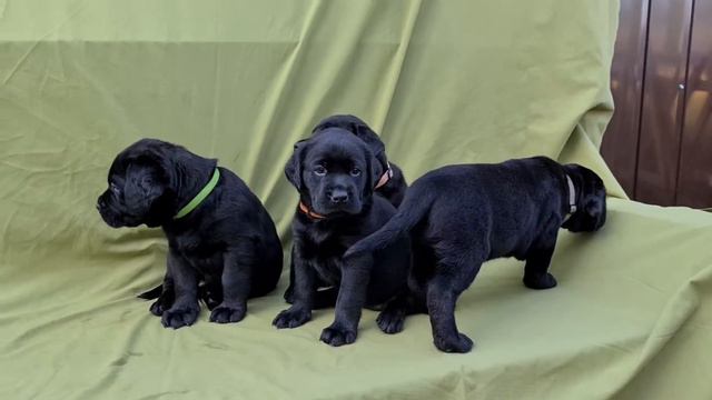 Милые щенки лабрадора 1.5 мес. Одесса. смотреть онлайн