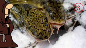 Налим атакует (часть 3, Заключительная) Зимняя рыбалка на налима с донками