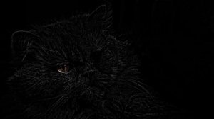 Эдгар По | Черный кот