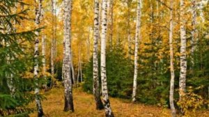 Русские березы  = Василий Зинкевич =