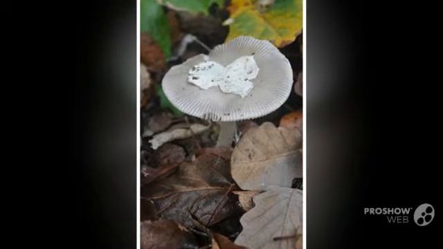 Amanita malleata - fungi kingdom