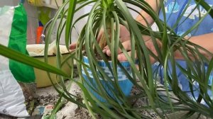 Пересадка нолины. Адениум сбросил рога! Как жаль! ? 28 ноября 2023 г.