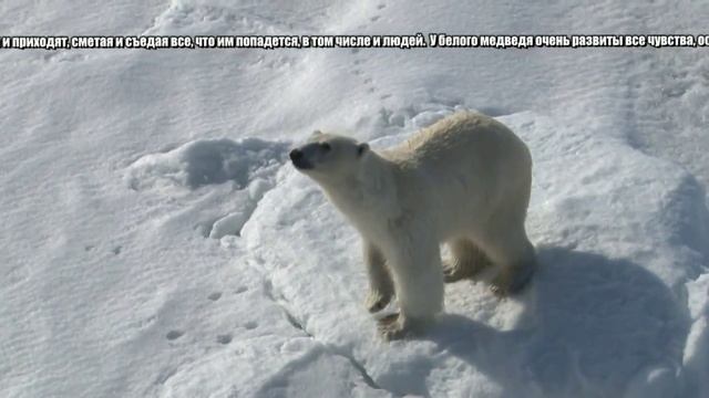 Белый медведь - Polar Bear (Энциклопедия животных) смотреть онлайн